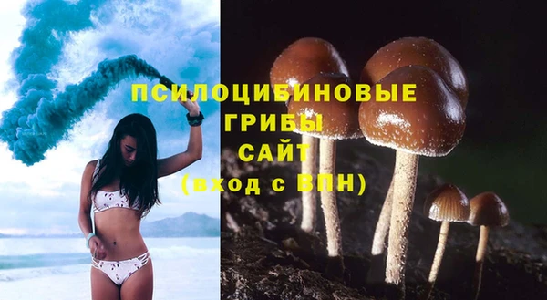 прущие грибы Михайловка